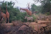 Giraffen